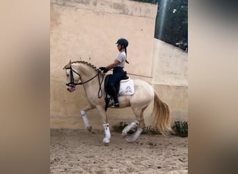 PRE Croisé, Étalon, 7 Ans, 160 cm, Cremello
