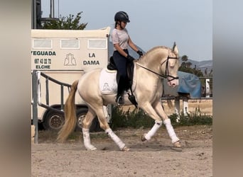 PRE Croisé, Étalon, 7 Ans, 160 cm, Cremello