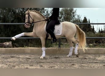 PRE Croisé, Étalon, 7 Ans, 160 cm, Cremello