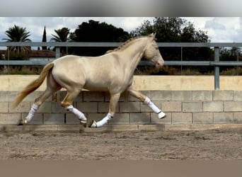PRE Croisé, Étalon, 7 Ans, 160 cm, Cremello