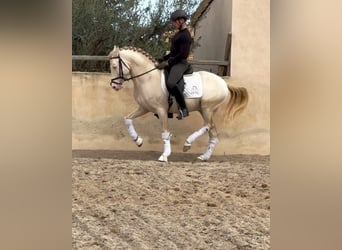 PRE Croisé, Étalon, 7 Ans, 160 cm, Cremello