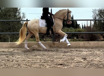 PRE Croisé, Étalon, 7 Ans, 160 cm, Cremello