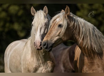 PRE, Étalon, 7 Ans, 160 cm, Cremello