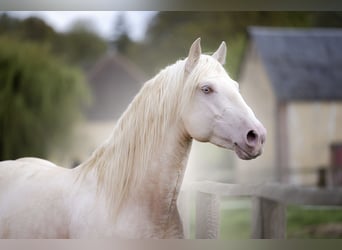 PRE, Étalon, 7 Ans, 160 cm, Cremello