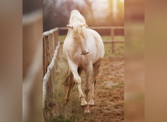 PRE Croisé, Étalon, 7 Ans, 160 cm, Cremello