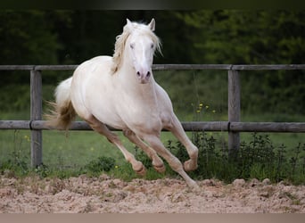 PRE, Étalon, 7 Ans, 160 cm, Cremello