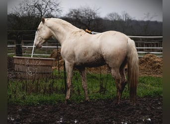 PRE Croisé, Étalon, 7 Ans, 160 cm, Cremello