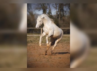 PRE Croisé, Étalon, 7 Ans, 160 cm, Cremello