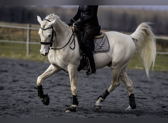 PRE, Étalon, 7 Ans, 160 cm, Cremello