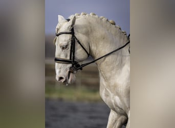 PRE, Étalon, 7 Ans, 160 cm, Cremello