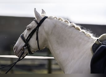 PRE, Étalon, 7 Ans, 160 cm, Cremello