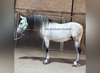 PRE Croisé, Étalon, 7 Ans, 160 cm, Gris