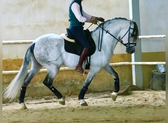 PRE Croisé, Étalon, 7 Ans, 160 cm, Gris