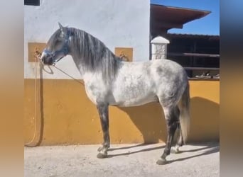 PRE Croisé, Étalon, 7 Ans, 160 cm, Gris pommelé