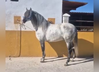 PRE Croisé, Étalon, 7 Ans, 160 cm, Gris pommelé