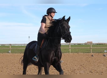 PRE, Étalon, 7 Ans, 160 cm, Noir