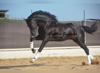 PRE Croisé, Étalon, 7 Ans, 161 cm, Noir
