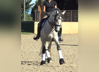 PRE Croisé, Étalon, 7 Ans, 162 cm, Gris