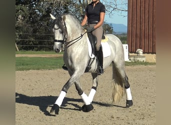 PRE Croisé, Étalon, 7 Ans, 162 cm, Gris