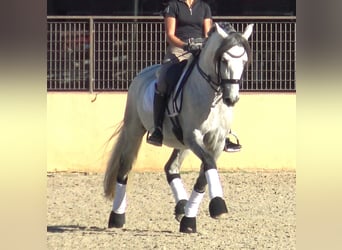 PRE Croisé, Étalon, 7 Ans, 162 cm, Gris