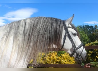 PRE Croisé, Étalon, 7 Ans, 162 cm, Gris