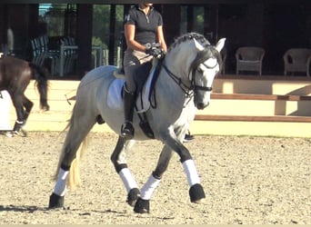 PRE Croisé, Étalon, 7 Ans, 162 cm, Gris