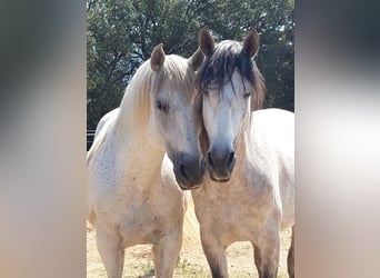 PRE Croisé, Étalon, 7 Ans, 162 cm, Gris