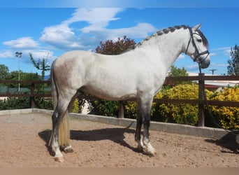 PRE, Étalon, 7 Ans, 162 cm, Gris