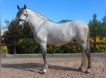 PRE Croisé, Étalon, 7 Ans, 162 cm, Gris