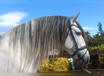 PRE Croisé, Étalon, 7 Ans, 162 cm, Gris