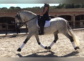 PRE, Étalon, 7 Ans, 162 cm, Gris