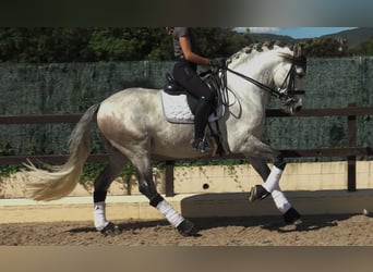 PRE, Étalon, 7 Ans, 162 cm, Gris