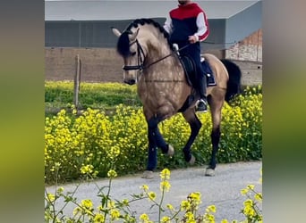 PRE Croisé, Étalon, 7 Ans, 163 cm, Buckskin