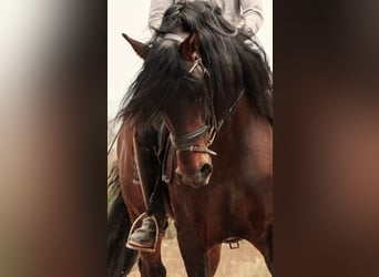 PRE Croisé, Étalon, 7 Ans, 164 cm, Bai brun