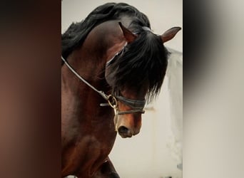 PRE Croisé, Étalon, 7 Ans, 164 cm, Bai brun