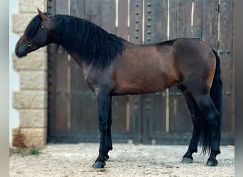 PRE Croisé, Étalon, 7 Ans, 164 cm, Bai brun