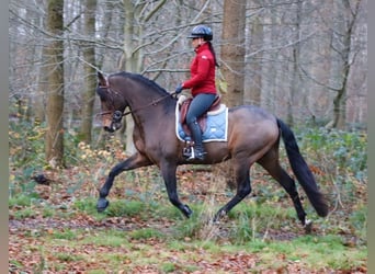 PRE Croisé, Étalon, 7 Ans, 164 cm, Bai