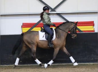 PRE Croisé, Étalon, 7 Ans, 164 cm, Bai