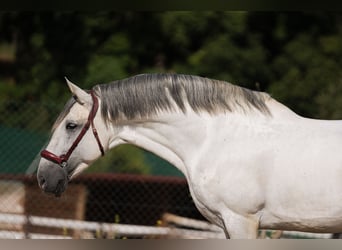 PRE, Étalon, 7 Ans, 164 cm, Gris