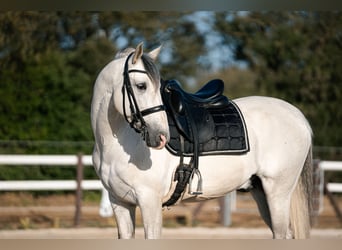 PRE, Étalon, 7 Ans, 164 cm, Gris