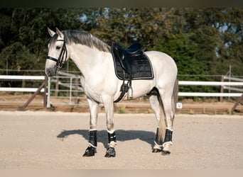 PRE, Étalon, 7 Ans, 164 cm, Gris