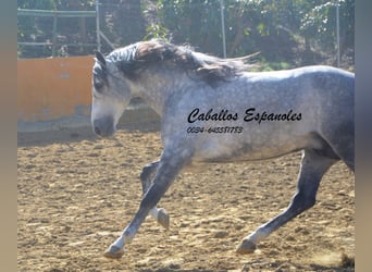 PRE, Étalon, 7 Ans, 164 cm, Gris pommelé