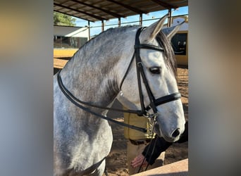 PRE Croisé, Étalon, 7 Ans, 164 cm, Gris pommelé