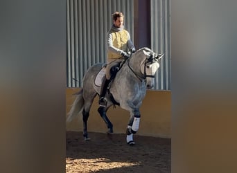 PRE Croisé, Étalon, 7 Ans, 164 cm, Gris pommelé