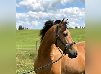 PRE Croisé, Étalon, 7 Ans, 164 cm, Isabelle