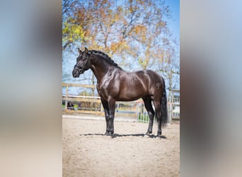 PRE Croisé, Étalon, 7 Ans, 164 cm, Noir