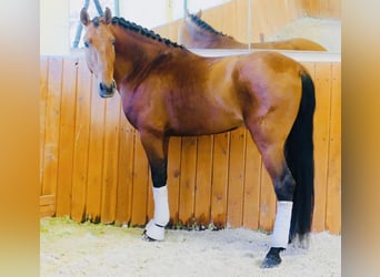 PRE Croisé, Étalon, 7 Ans, 165 cm, Bai clair