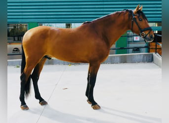 PRE Croisé, Étalon, 7 Ans, 165 cm, Bai clair