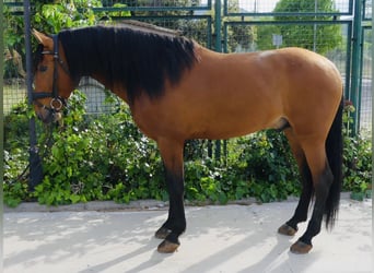 PRE Croisé, Étalon, 7 Ans, 165 cm, Bai clair