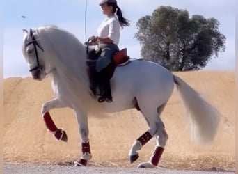 PRE Croisé, Étalon, 7 Ans, 165 cm, Blanc